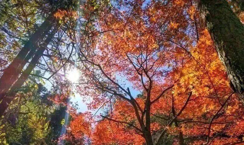 华东最美马丁公路、马鬃岭 走进鹞落坪看层林尽染五彩斑斓开元棋牌试玩【自驾】11月20日-23日 秋意醉人自驾(图14)